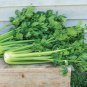 F1 Hybrid Celery Seeds Garden Green Chinese Vegetables 10000 PCS Seeds