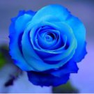 F1 Light Blue Rose Plant 50 PCS Seeds