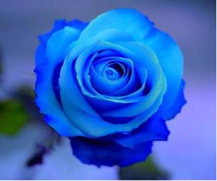 F1 Light Blue Rose Plant 50 PCS Seeds