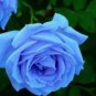F1 Light Blue Rose Plant 50 PCS Seeds