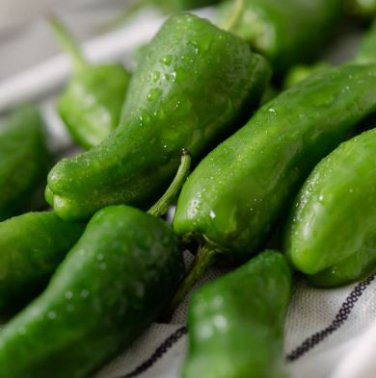 Famous Spanish Heirloom Padron Pepper 10 PCS Seeds