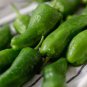 Famous Spanish Heirloom Padron Pepper 10 PCS Seeds