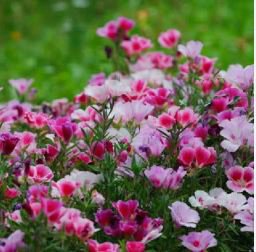 Farewell to Spring Flower 50 PCS Seeds