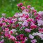 Farewell to Spring Flower 50 PCS Seeds