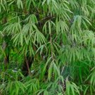 Fargesia fungosa BambooHardy clumping Type Garden Decoration Bonsai 20 PCS Seeds