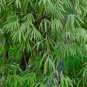 Fargesia fungosa BambooHardy clumping Type Garden Decoration Bonsai 20 PCS Seeds