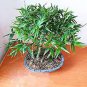 Fargesia fungosa BambooHardy clumping Type Garden Decoration Bonsai 20 PCS Seeds