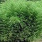 Fargesia fungosa BambooHardy clumping Type Garden Decoration Bonsai 20 PCS Seeds