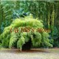 Fargesia fungosa BambooHardy clumping Type Garden Decoration Bonsai 20 PCS Seeds
