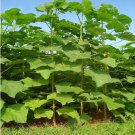 fast growing tree Paulownia 200 PCS Seeds fast growing tree Paulownia 200 PCS Seeds