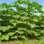 fast growing tree Paulownia 200 PCS Seeds