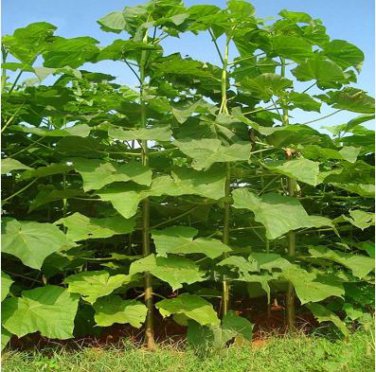fast growing tree Paulownia 500 PCS Seeds