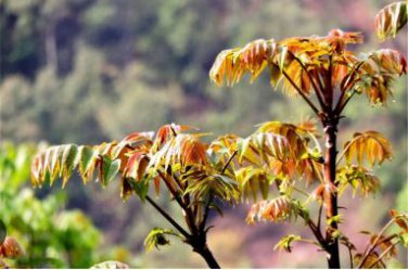 Fast-Growing, New Strange Health Vegetable Toona sinensis Potted 5 PCS Seeds