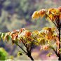 Fast-Growing, New Strange Health Vegetable Toona sinensis Potted 5 PCS Seeds