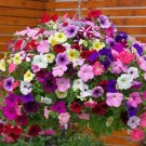Fengguang' Hanging Petunia Hybrid 200 PCS Seeds Fengguang' Hanging Petunia Hybrid 200 PCS Seeds