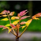 Fast-Growing, New Strange Health Vegetable Toona sinensis Potted Plant 5 PCS Seeds