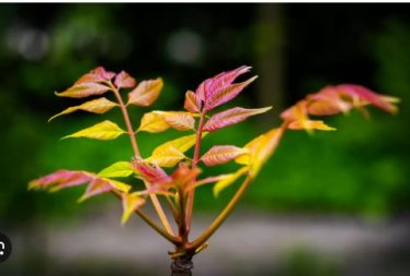 Fast-Growing, New Strange Health Vegetable Toona sinensis Potted Plant 5 PCS Seeds
