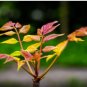 Fast-Growing, New Strange Health Vegetable Toona sinensis Potted Plant 5 PCS Seeds