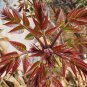 Fast-Growing, New Strange Health Vegetable Toona sinensis Potted Plant 5 PCS Seeds