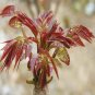 Fast-Growing, New Strange Health Vegetable Toona sinensis Potted Plant 5 PCS Seeds