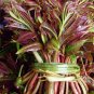 Fast-Growing, New Strange Health Vegetable Toona sinensis Potted Plant 5 PCS Seeds