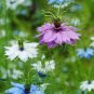 Fennel Flower Seeds Nigella Damascene Persian Gem Garden Plants 30 PCS Seeds