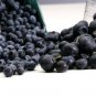 Feral Blueberry W High Nutritional Value 15 PCS Seeds