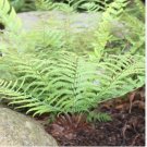 Fern Seeds Greyish Green Color 200 PCS Seeds Fern Seeds Greyish Green Color 200 PCS Seeds