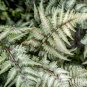 Fern Seeds Greyish Green Color 200 PCS Seeds