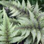 Fern Seeds Greyish Green Color 200 PCS Seeds