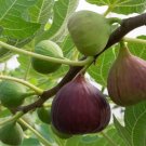 Ficus carica L. Purple Patlican Fig Fresh 6 PCS Seeds Ficus carica L. Purple Patlican Fig Fresh 6 PCS Seeds