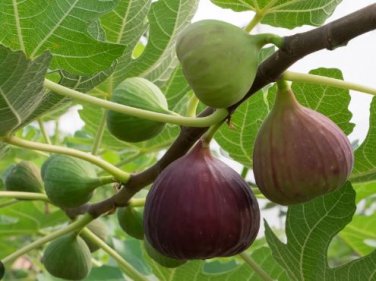 Ficus carica L. Purple Patlican Fig Fresh 6 PCS Seeds