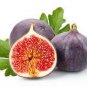 Ficus carica L. Purple Patlican Fig Fresh 6 PCS Seeds