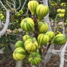 Ficus Carica Seeds 'Panache' Tiger Stripe Fig Black Red Fig Tree Organic 6 PCS Seeds Ficus Carica Seeds 'Panache' Tiger Stripe Fig Black Red Fig Tree Organic 6 PCS Seeds