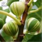 Ficus Carica Seeds 'Panache' Tiger Stripe Fig Black Red Fig Tree Organic 6 PCS Seeds