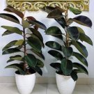 Ficus Elastica Decora Indian Rubber Tree 50 PCS Seeds