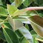 Ficus Elastica Decora Indian Rubber Tree 50 PCS Seeds