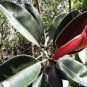 Ficus Elastica Decora Indian Rubber Tree 50 PCS Seeds