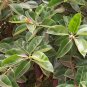 Ficus Elastica Decora Indian Rubber Tree 50 PCS Seeds