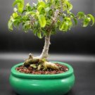 Ficus Lyrata Bonsai Tree Indoor Potted Balcony Banyan Tree 50 PCS Seeds Ficus Lyrata Bonsai Tree Indoor Potted Balcony Banyan Tree 50 PCS Seeds
