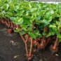 Ficus Lyrata Bonsai Tree Indoor Potted Balcony Banyan Tree 50 PCS Seeds