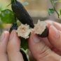 Finger Limes Black Skin Green Inside Fruit Seeds Organic Juicy 20 PCS Seeds