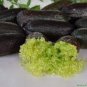 Finger Limes Black Skin Green Inside Fruit Seeds Organic Juicy 20 PCS Seeds