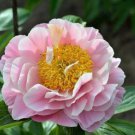 Fire Red Chinese Peony Flower 10 PCS  Seeds