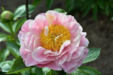 Fire Red Chinese Peony Flower 10 PCS  Seeds
