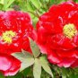 Fire Red Chinese Peony Flower 10 PCS  Seeds