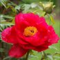 Fire Red Chinese Peony Flower 10 PCS  Seeds