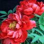 Fire Red Chinese Peony Flower 10 PCS  Seeds