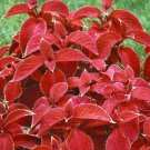 Fire Red Coleus Seeds Herb Ornamental Plants 200 PCS Seeds Fire Red Coleus Seeds Herb Ornamental Plants 200 PCS Seeds