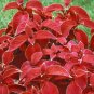Fire Red Coleus Seeds Herb Ornamental Plants 200 PCS Seeds